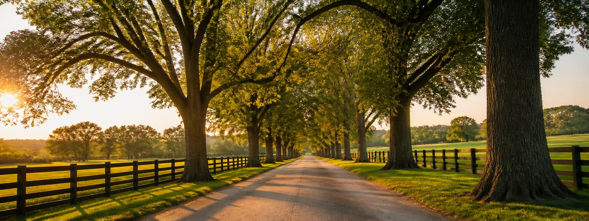 Tree-lined Virginia country road at golden hour.